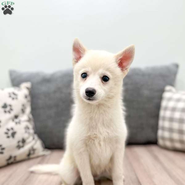 Snowflake, Pomsky Puppy