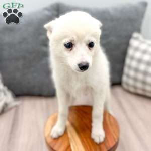 Snowflake, Pomsky Puppy