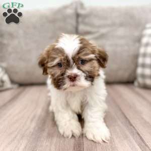 Ravi, Shih Tzu Puppy