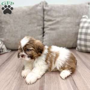 Ravi, Shih Tzu Puppy