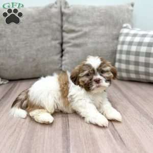 Ravi, Shih Tzu Puppy