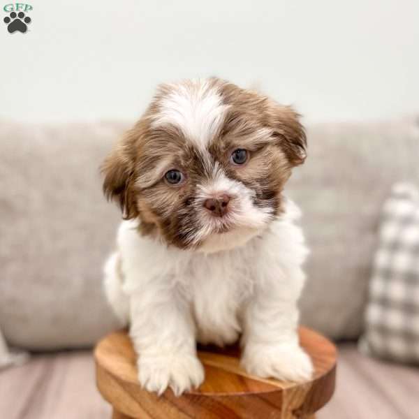 Ravi, Shih Tzu Puppy