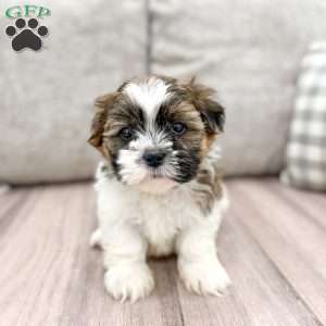 Ralph, Shih Tzu Puppy