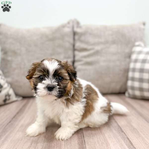 Ralph, Shih Tzu Puppy