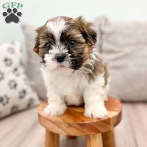 Ralph, Shih Tzu Puppy