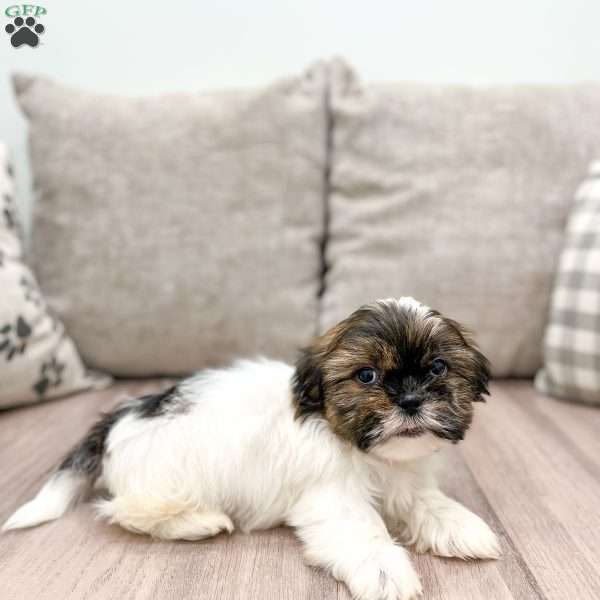 Ronni, Shih Tzu Puppy