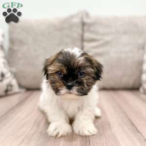 Ronni, Shih Tzu Puppy