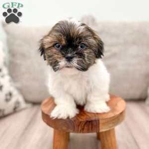 Ronni, Shih Tzu Puppy