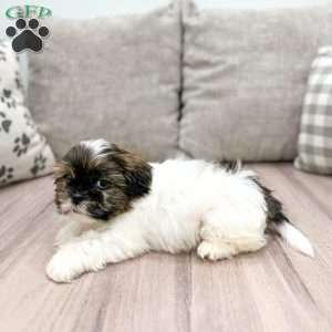 Ronni, Shih Tzu Puppy