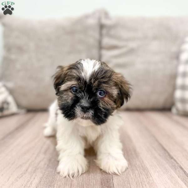 Bella, Shih Tzu Puppy