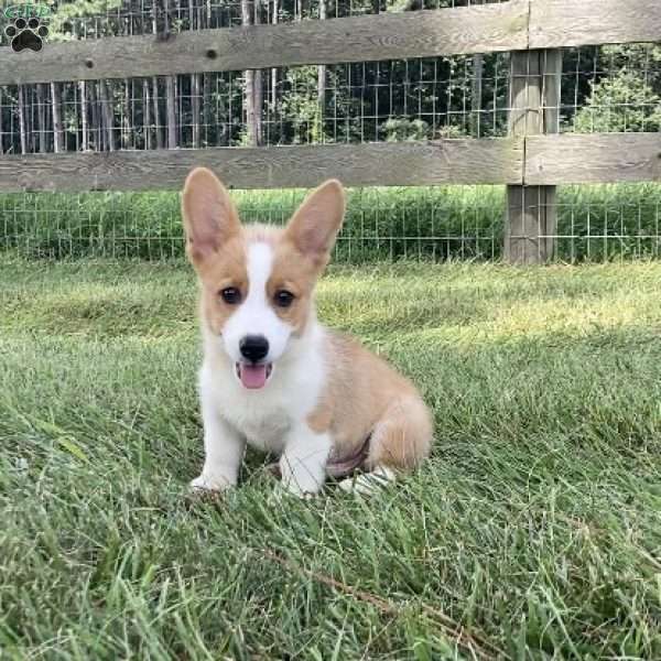 Leon, Pembroke Welsh Corgi Puppy