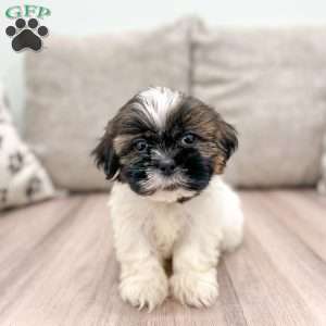 Beauty, Shih Tzu Puppy