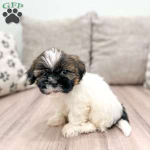 Beauty, Shih Tzu Puppy