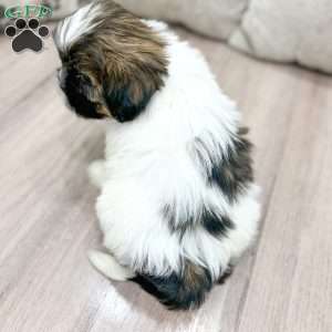 Beauty, Shih Tzu Puppy