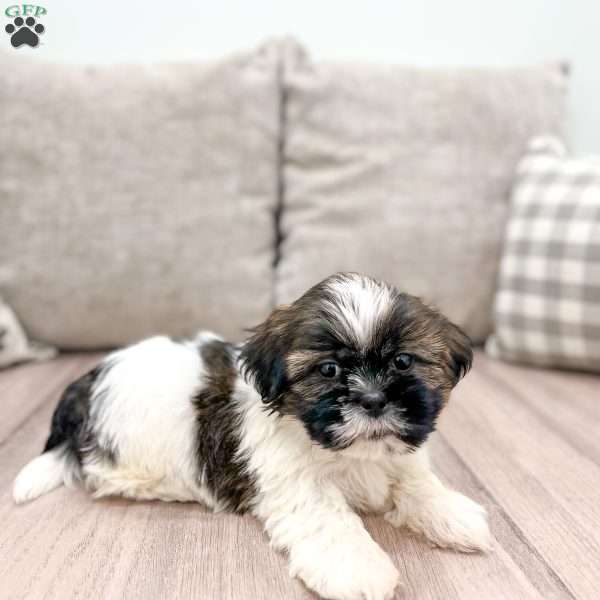 Beauty, Shih Tzu Puppy