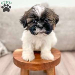 Beauty, Shih Tzu Puppy