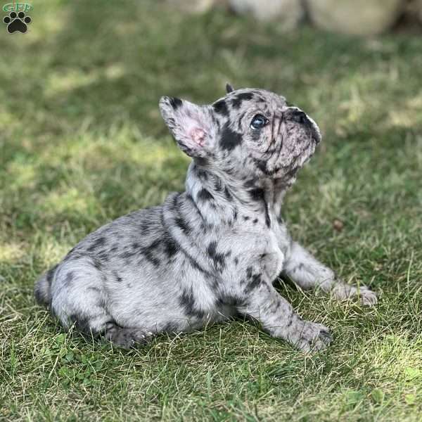 Franco, French Bulldog Puppy