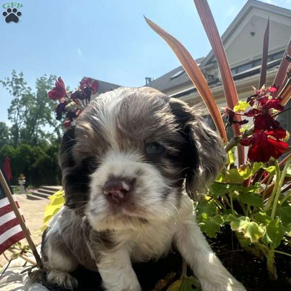 Tino, Cocker Spaniel Puppy