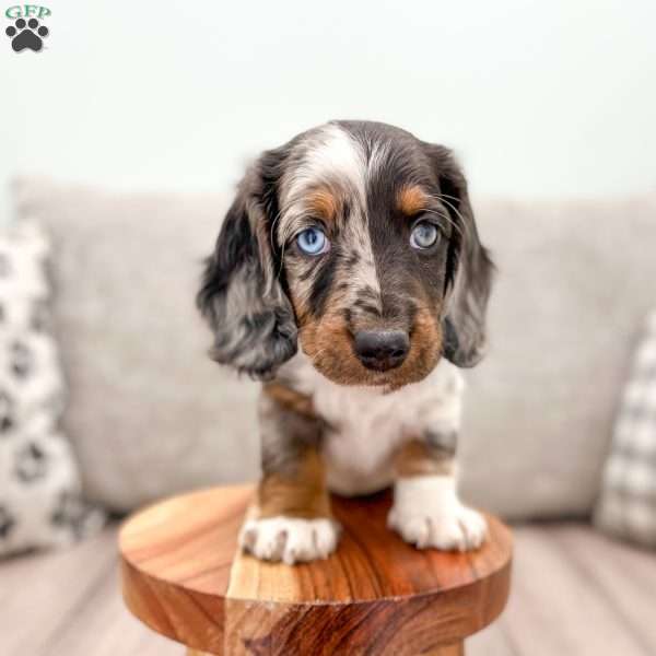 Arlo, Dachshund Puppy