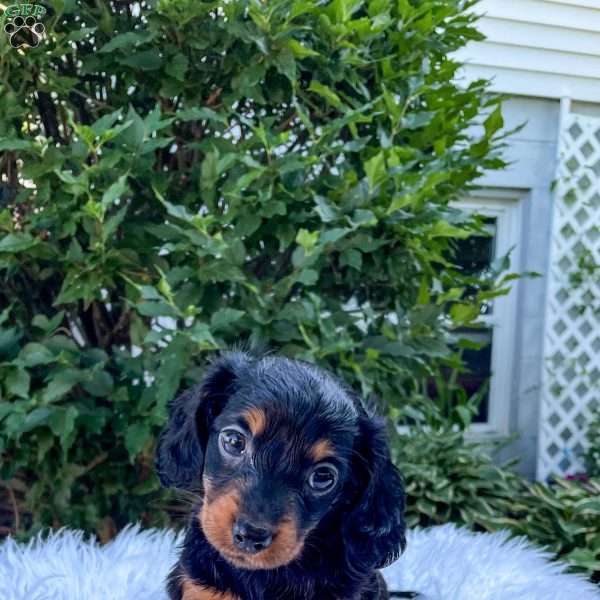 Jackie, Dachshund Puppy