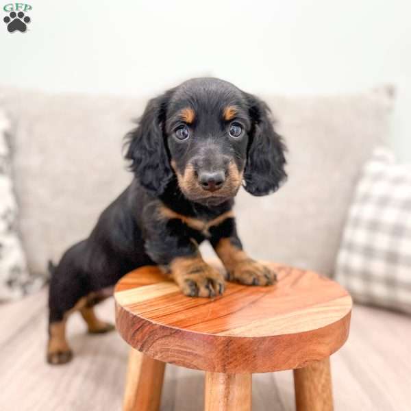 River, Dachshund Puppy