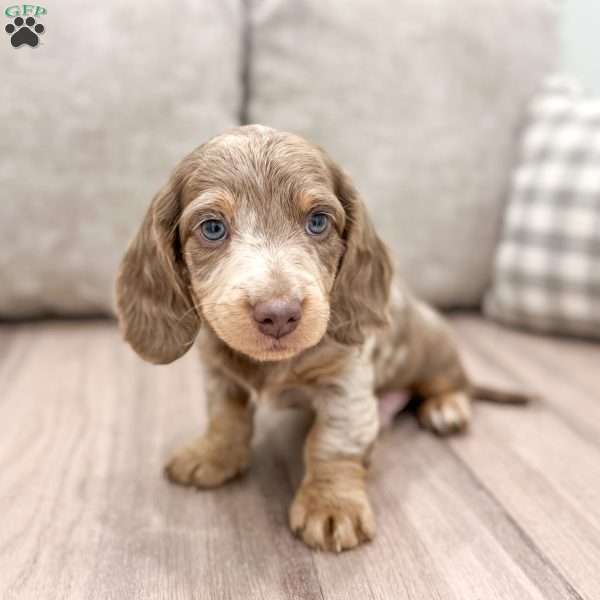 Maverick, Dachshund Puppy