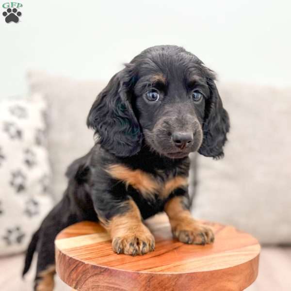 Rory, Dachshund Puppy