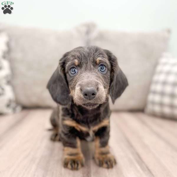 Flynn, Dachshund Puppy