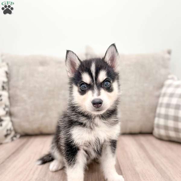 Ron, Pomsky Puppy