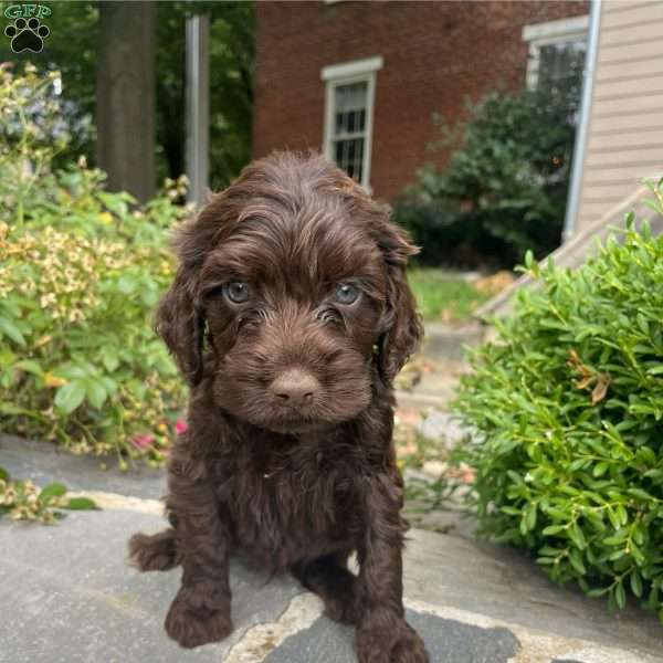 Griffen, Portuguese Water Dog Puppy