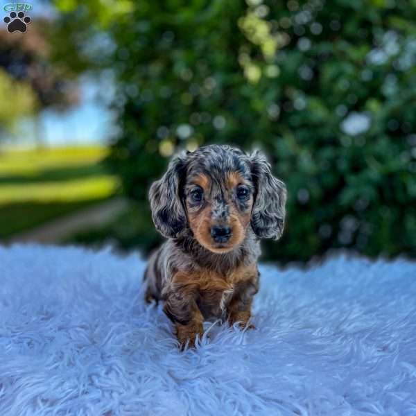 Jewel, Dachshund Puppy