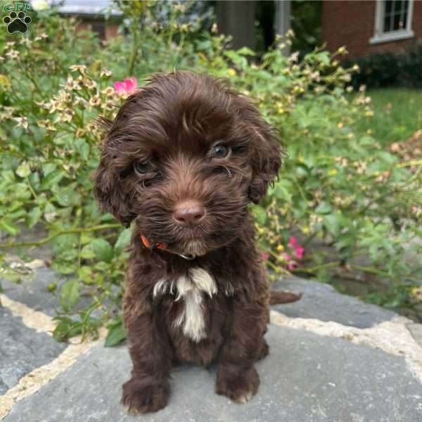 Oscar, Portuguese Water Dog Puppy