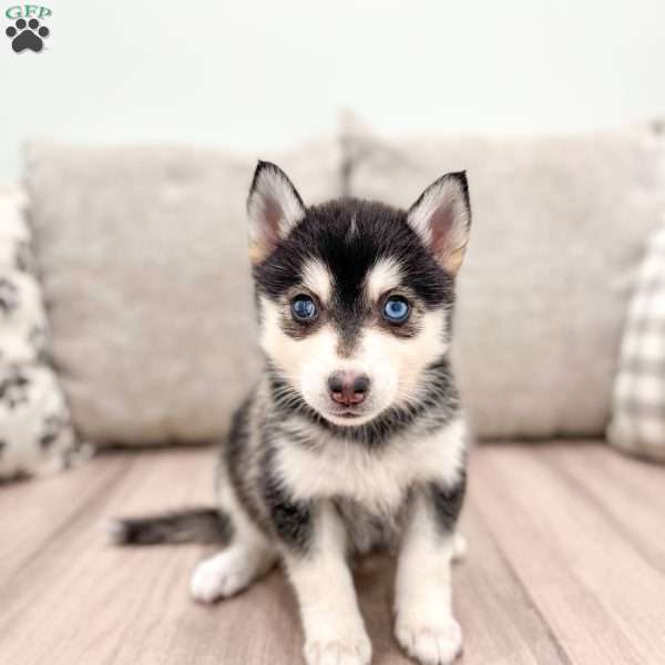 Ronda, Pomsky Puppy