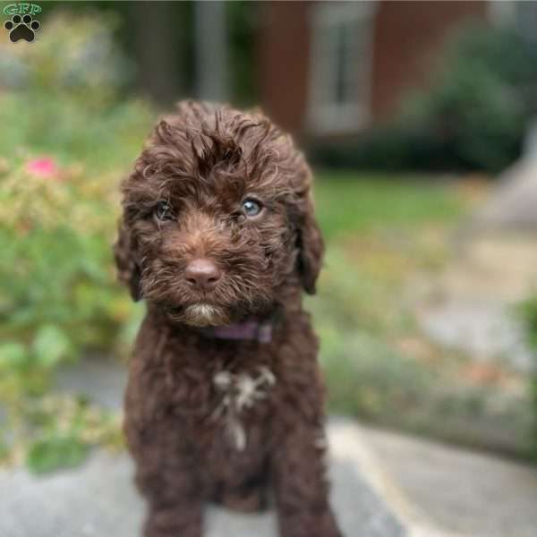 Polly, Portuguese Water Dog Puppy