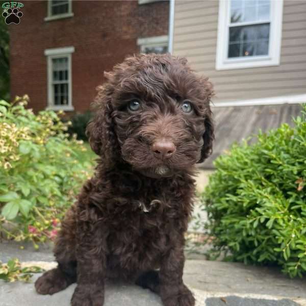 Casey, Portuguese Water Dog Puppy