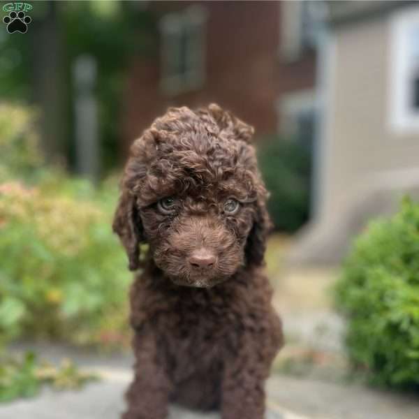 Blaze, Portuguese Water Dog Puppy