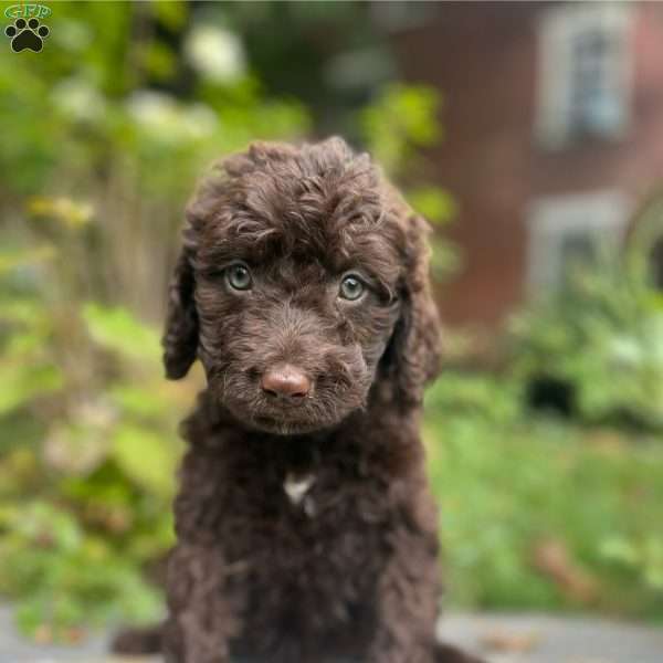 Paisley, Portuguese Water Dog Puppy