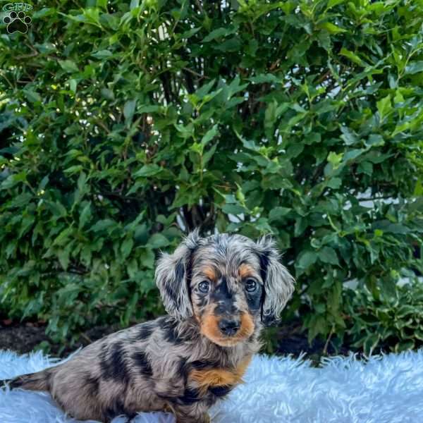 Jay, Dachshund Puppy