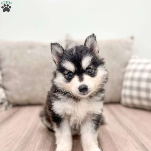 Rita, Pomsky Puppy