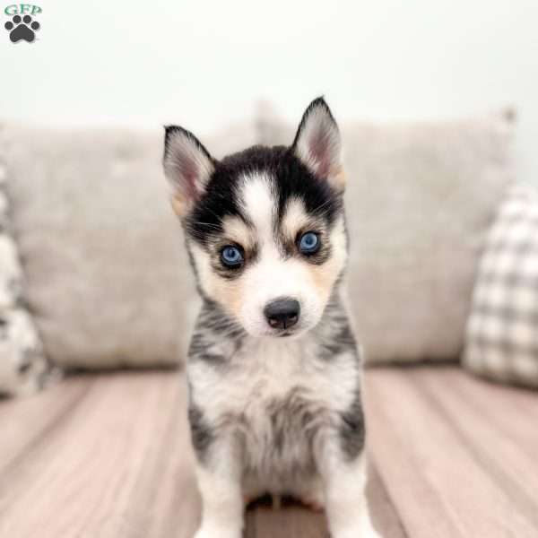 Rover, Pomsky Puppy