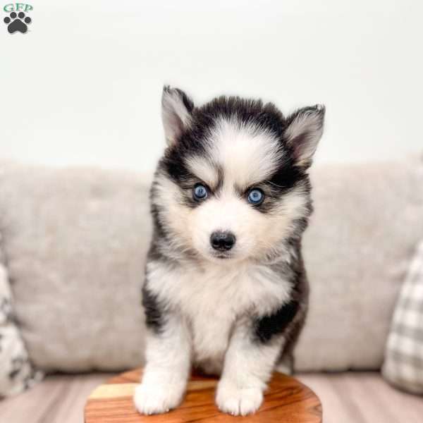 Ricky, Pomsky Puppy