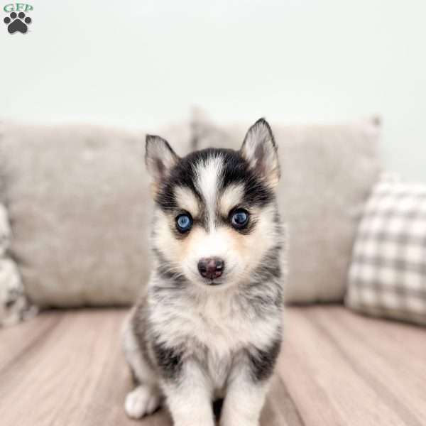 Rex, Pomsky Puppy