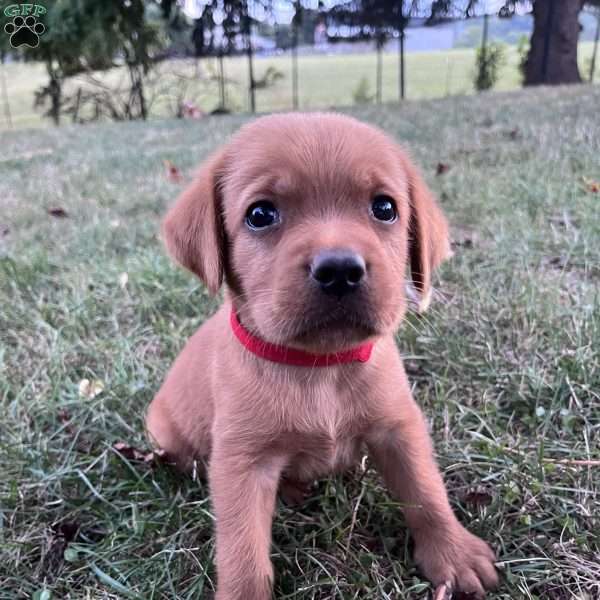 Stewart, Fox Red Labrador Retriever Puppy