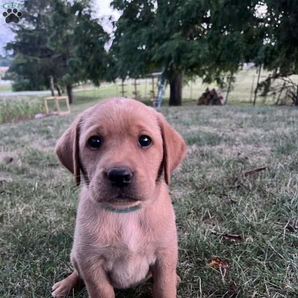 Austin, Fox Red Labrador Retriever Puppy