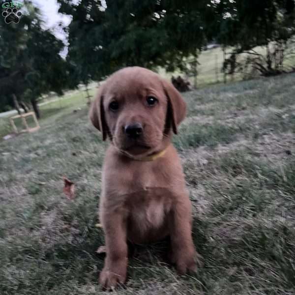 Gregory, Fox Red Labrador Retriever Puppy