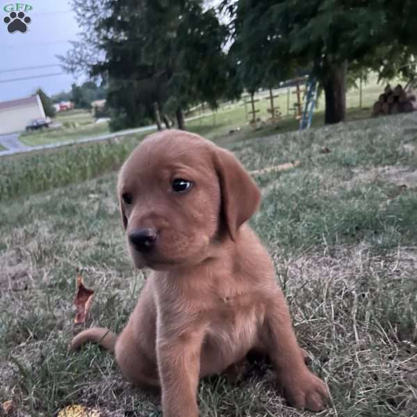 Isaac, Fox Red Labrador Retriever Puppy