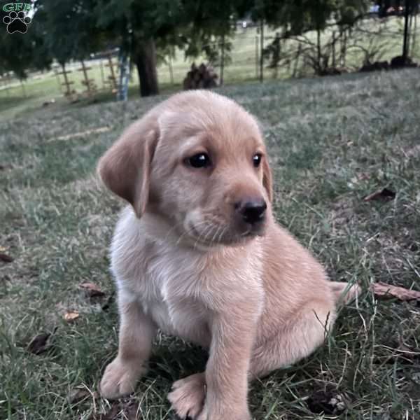 Amanda, Fox Red Labrador Retriever Puppy