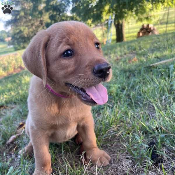 Erica, Fox Red Labrador Retriever Puppy