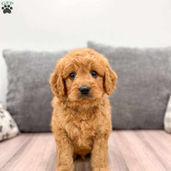 Archie, Mini Goldendoodle Puppy