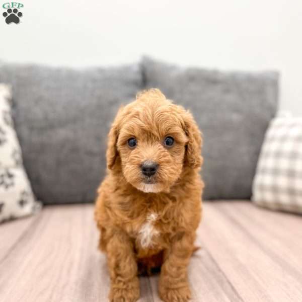 Maverick, Mini Goldendoodle Puppy